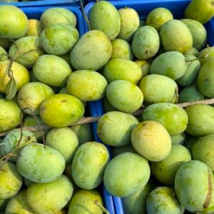 ন্যাংড়া আম ১৫ কেজি