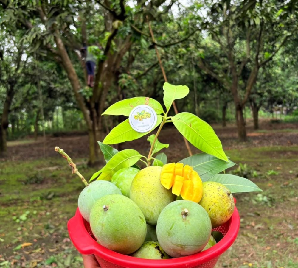 mango2